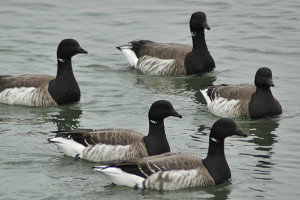 A small brant flock on the water.