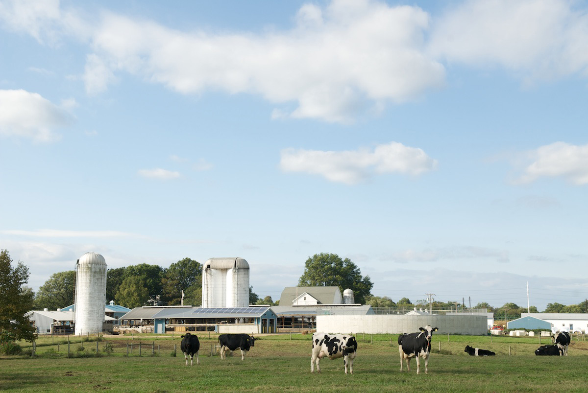 UD Dairy