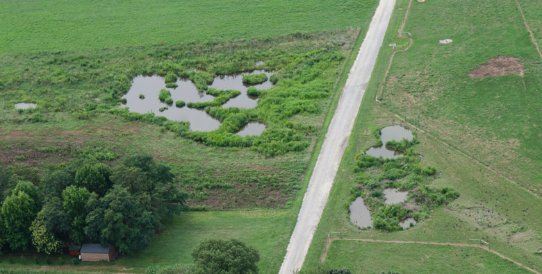 Wetland Creation Site