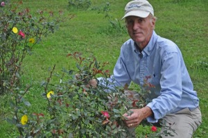 UD's Tom Evans is part of a research group that has been awarded $4.6 million by the U.S. Department of Agriculture to study methods to combat rose rosette disease.