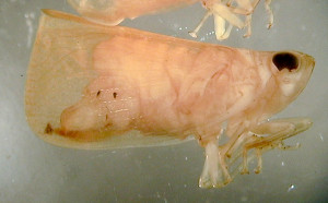 Image of Andrewsiella oceanica Izzard 1936 from Fletcher, 2009