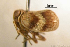 Atylana rarotongae Eyles & Linnavuori, 1974 (Image from the B. P. B. Museum, Cook Islands Biodiversity Website