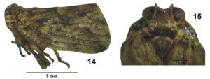 Lollius kuroiwae (Matsumura, 1916) from Gnezdilov 2009 (Iriomote Island)