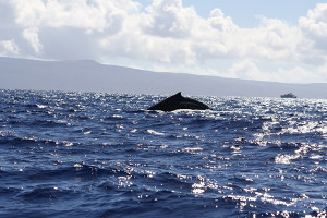 whale1