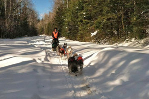 sleddogsa