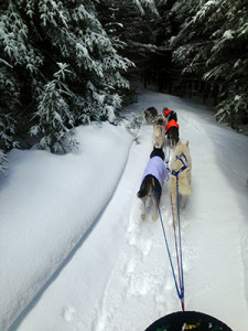 sleddogsb