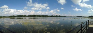 A panoramic view of the impoundment at John Heinz National Wildlife Refuge at Tinicum. (Sept. 2014).