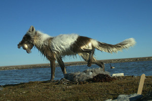 arctic fox makes off with brant egg
