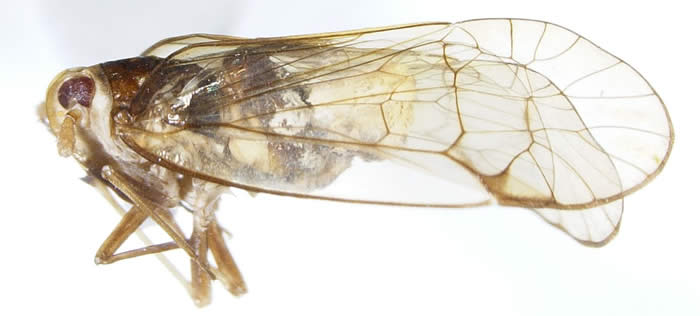Undetermined Kinnaridae (possibly Southia sp.) from Ecuador.