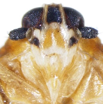Undetermined Kinnaridae from Costa Rica.