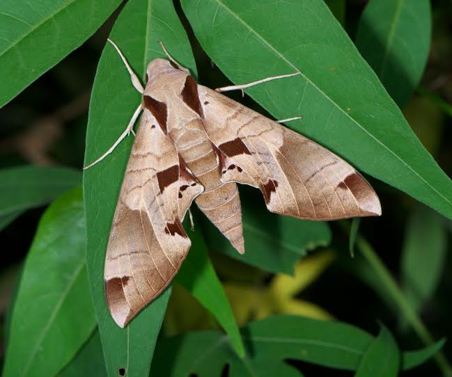 Achemon Sphinx Mt. Cuba Center Research Fellowship - 649x542 - jpeg Achemon Sphinx Moth